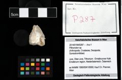 Foto (Objekt + Etikett) von Pithonoton sp.  (NHMW-GEO-2014-0194-0287)